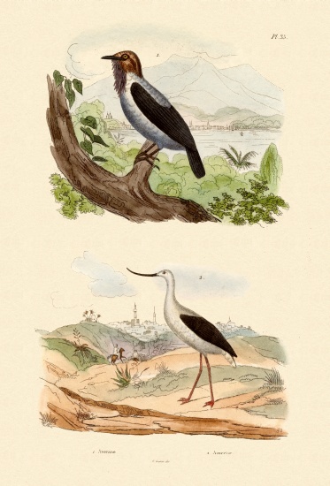 Bearded Bellbird from French School, (19th century)