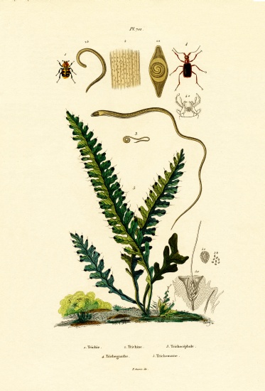 Bee Beetle from French School, (19th century)