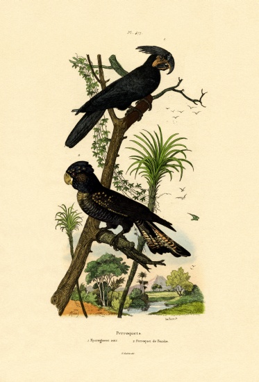 Black Palm Cockatoo from French School, (19th century)