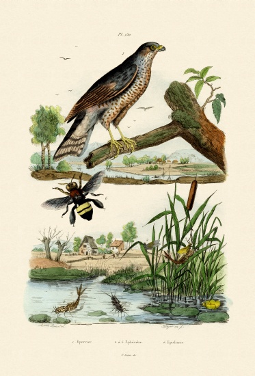 Eurasian Sparrowhawk from French School, (19th century)