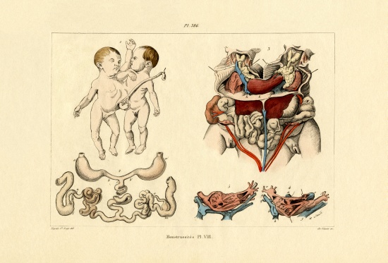 Freak from French School, (19th century)