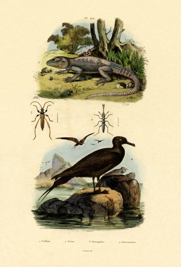 Great Skua from French School, (19th century)