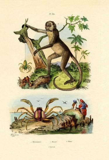 Green Huntsman Spider from French School, (19th century)