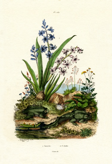 Hyacinth Flower from French School, (19th century)