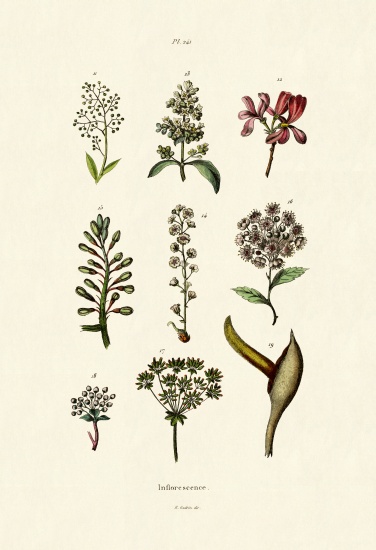 Inflorescence from French School, (19th century)