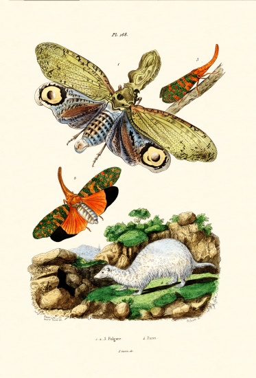 Lanternfly from French School, (19th century)
