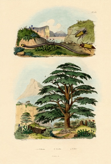 Lebanon Cedar from French School, (19th century)