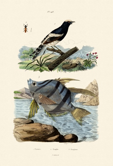 Little Forktail from French School, (19th century)