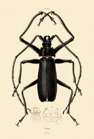 Long-horned Beetle from French School, (19th century)