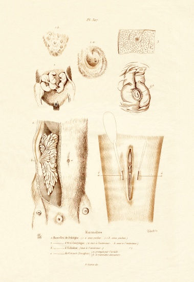 Mammary Glands from French School, (19th century)