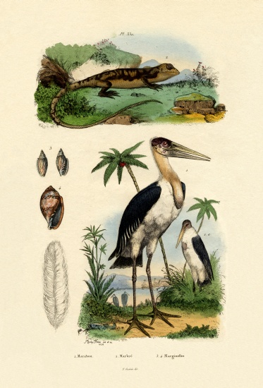 Marabou Stork from French School, (19th century)