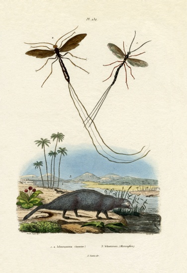 Mongoose from French School, (19th century)