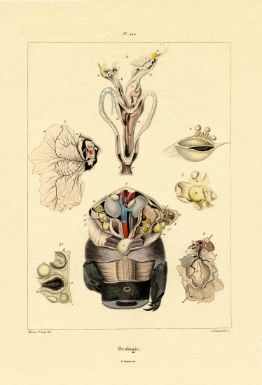 Ovology from French School, (19th century)