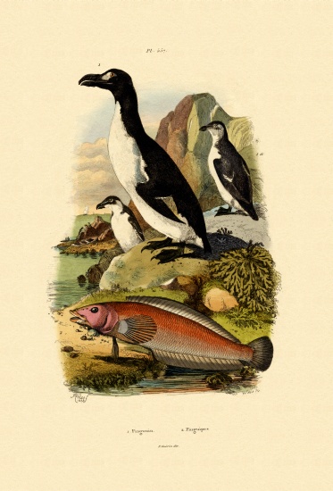 Penguin from French School, (19th century)