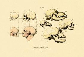 Phrenology