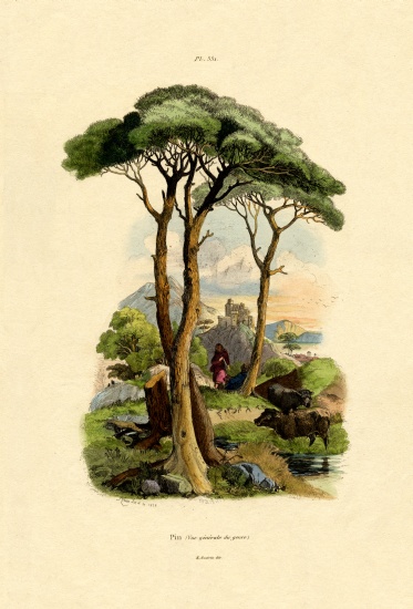 Pine Tree from French School, (19th century)