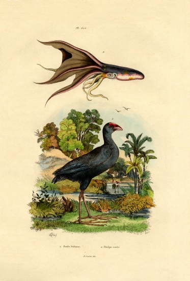 Purple Swamphen from French School, (19th century)
