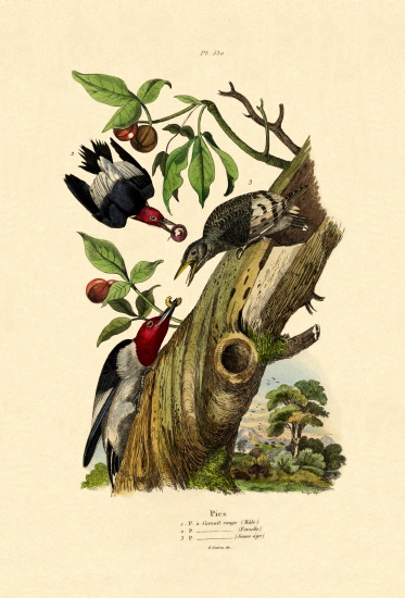 Red-headed Woodpecker from French School, (19th century)