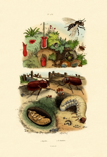 Rhinocerus Beetle from French School, (19th century)