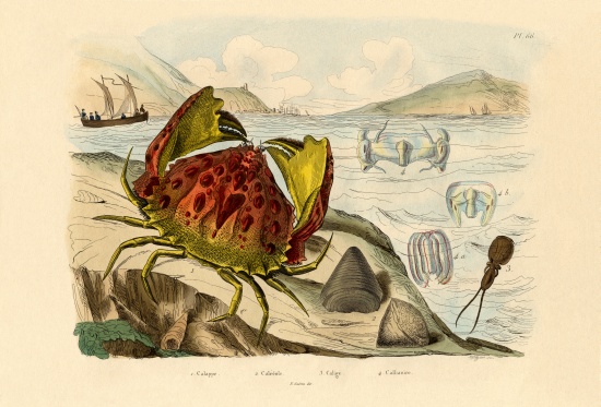 Shamefaced Crab from French School, (19th century)