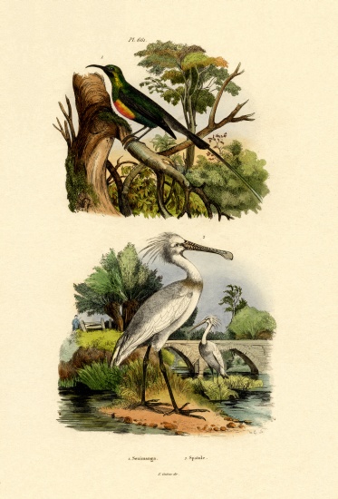 Sunbird from French School, (19th century)