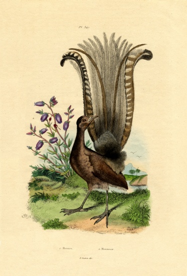 Superb Lyrebird from French School, (19th century)