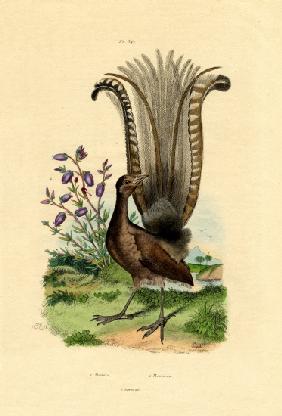 Superb Lyrebird