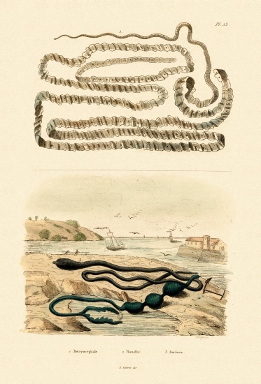 Tapeworm from French School, (19th century)