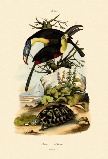 Toucans from French School, (19th century)