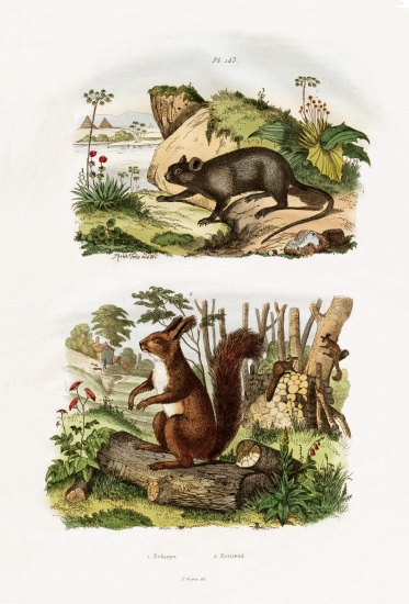 Tree Rat from French School, (19th century)