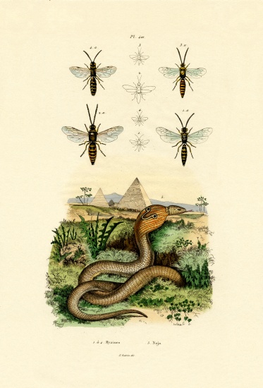 Wasps from French School, (19th century)