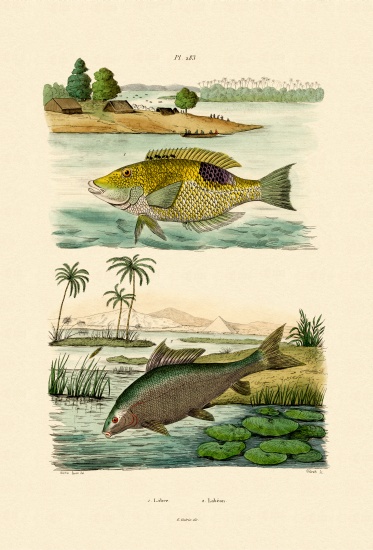 Wrasse from French School, (19th century)