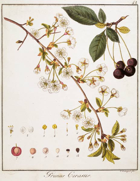 Cherry / Etching by Guimpel from Friedrich Guimpel
