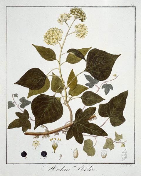 English Ivy / Etching / Guimpel from Friedrich Guimpel