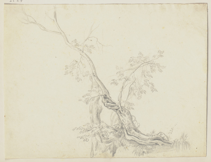Trees from Friedrich Metz