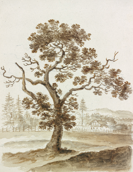 Leaf tree from Friedrich Wilhelm Hirt