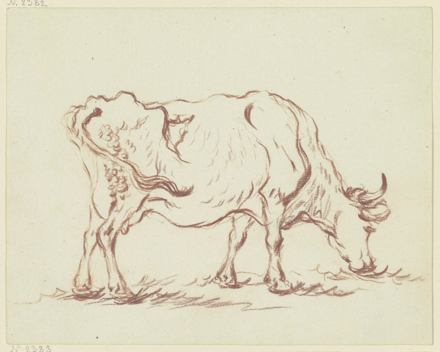 Grasende Kuh nach rechts from Friedrich Wilhelm Hirt