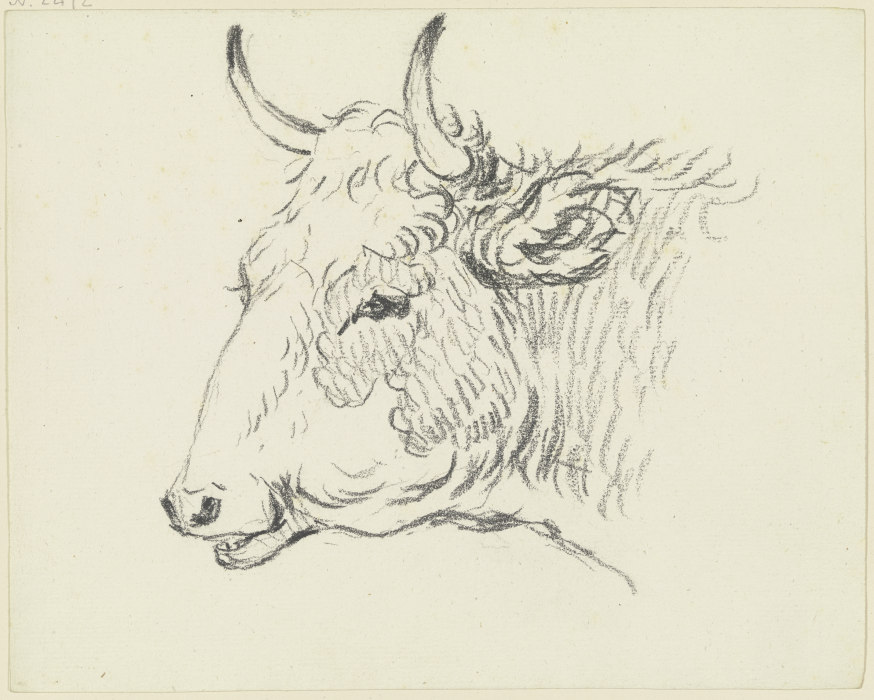 Cattle head to the left from Friedrich Wilhelm Hirt