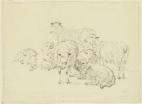 Seven sheep