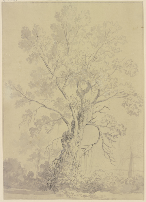 Willow tree from Friedrich Wilhelm Hirt