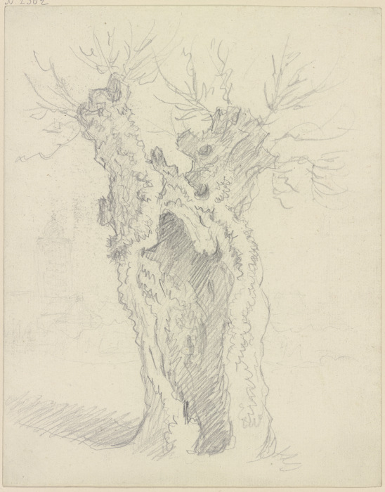 Willow trunk from Friedrich Wilhelm Hirt