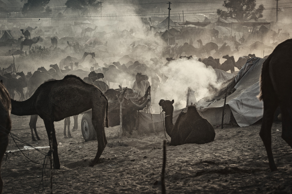 Camel market 3850 from Garik