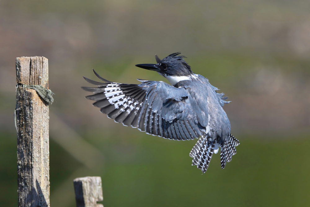 Belted kingfisher... from Gavin Lam