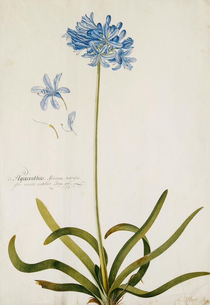 Schmucklilie. Bezeichnet Hyacinthus Africanus, tuberosus. from Georg Dionysius Ehret