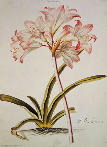 Lily: Lilium belladonna, (pl.12) from Trew's Hortus Nitidissumus 1 from Georg Dionysius Ehret