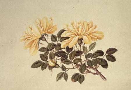 Rose: Chinese from Georg Dionysius Ehret