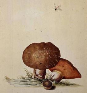 Cep Mushroom with Damsel Dragonfly