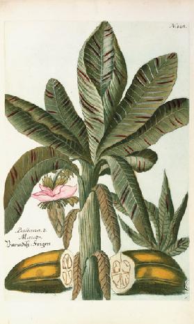 Banana, from J. Weinmann's Phytanthoza Iconographia