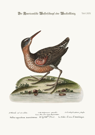 The American Water-Rail from George Edwards