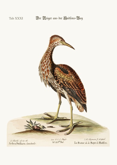 The Bittern from Hudson's Bay from George Edwards
